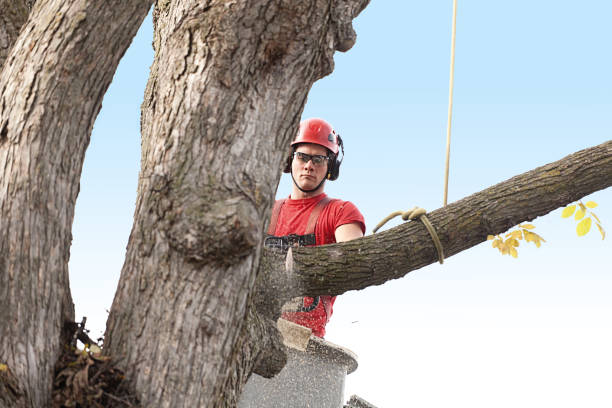 Best Tree Removal Service  in Olive Hill, KY